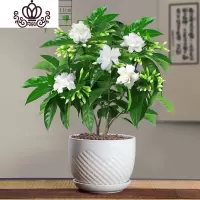 封后丁香花树苗花卉盆栽阳台好养室内花绿植室外四季开花不断易活植物 白云丁香花5年苗(送陶粒)带花苞发货 带盆栽好