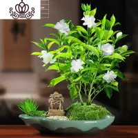 封后丁香花树苗花卉盆栽阳台好养室内花绿植室外四季开花不断易活植物 笼月丁香花5年苗带花苞发货 带盆栽好