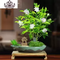 封后丁香花树苗花卉盆栽阳台好养室内花绿植室外四季开花不断易活植物 笼月丁香花+亭子+木底座+达摩带花苞发货 带盆栽好