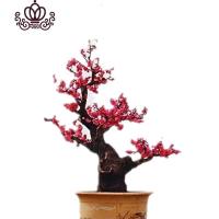 封后梅花盆景腊梅盆栽浓香型老桩红梅树苗耐寒花卉植物室内花阳台庭院 腊梅盆景20年带花苞 不含盆