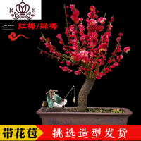 封后梅花盆景腊梅盆栽浓香型老桩红梅树苗耐寒花卉植物室内花阳台庭院 腊梅盆景25年带花苞 不含盆