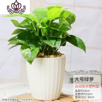 封后绿萝植物盆栽室内水培植物常盘景绿植花卉办公室盆栽四季常青绿箩 白色仿藤盆-110#绿萝(大) 含盆