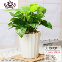 封后绿萝植物盆栽室内水培植物常盘景绿植花卉办公室盆栽四季常青绿箩 白色北欧盆-110#绿萝(大) 含盆