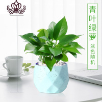 封后绿萝植物盆栽室内水培植物常盘景绿植花卉办公室盆栽四季常青绿箩 马卡龙盆-绿萝 含盆