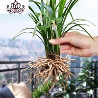 封后春兰盆栽花卉植物室内绿植园艺花种好养盆景兰 裸根春兰5苗带花苞 不含盆