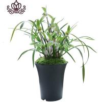 封后春兰盆栽花卉植物室内绿植园艺花种好养盆景兰 裸根春兰6苗带花苞 不含盆