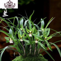 封后春兰盆栽花卉植物室内绿植园艺花种好养盆景兰 裸根春兰8苗带花苞 不含盆