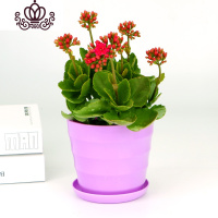 封后盆栽花卉观花植物室内花四季开花的花带花苞重瓣大盆长寿花 枚红色花+紫色盆 不含盆