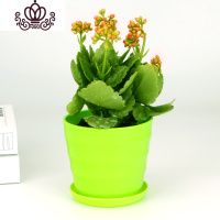 封后盆栽花卉观花植物室内花四季开花的花带花苞重瓣大盆长寿花 粉色+绿色盆 不含盆