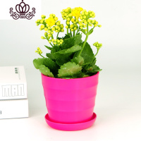 封后盆栽花卉观花植物室内花四季开花的花带花苞重瓣大盆长寿花 黄色花+玫红色盆 不含盆