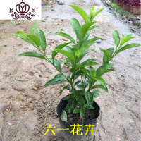 封后花苗 盆栽 阳台盆栽浓香花卉植物 室内外四季常绿好养 25cm(2-3)分枝 带盆栽好