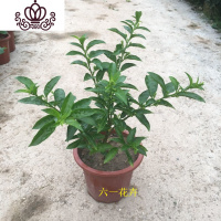 封后花苗 盆栽 阳台盆栽浓香花卉植物 室内外四季常绿好养 25cm(5-6)分枝 带盆栽好