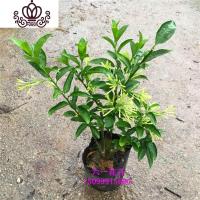 封后花苗 盆栽 阳台盆栽浓香花卉植物 室内外四季常绿好养 30cm分枝 不含盆