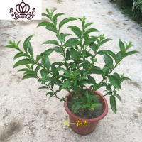 封后花苗 盆栽 阳台盆栽浓香花卉植物 室内外四季常绿好养 35cm多分枝 带盆栽好