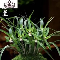 封后春兰盆栽花卉植物室内绿植园艺花种好养盆景兰 5号磨砂花盆+托盘 不含盆