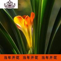 封后君子兰盆栽花卉办公室植物室内盆景当年开花阳台客厅花卉绿植 特惠三盆长叶10-12叶 含盆