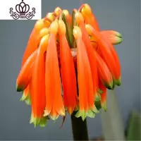 封后君子兰盆栽花卉办公室植物室内盆景当年开花阳台客厅花卉绿植 长叶10-12君子兰/垂笑 含盆