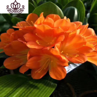 封后君子兰盆栽花卉办公室植物室内盆景当年开花阳台客厅花卉绿植 长叶10-12君子兰/橘红 含盆