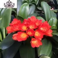 封后君子兰盆栽花卉办公室植物室内盆景当年开花阳台客厅花卉绿植 长叶10-12君子兰/火焰红 不含盆