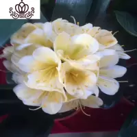 封后君子兰盆栽花卉办公室植物室内盆景当年开花阳台客厅花卉绿植 长叶10-12君子兰/白花 含盆