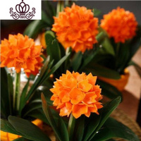 封后君子兰盆栽花卉办公室植物室内盆景当年开花阳台客厅花卉绿植 长叶10-12君子兰/红太阳 含盆