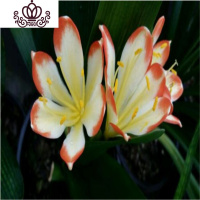 封后君子兰盆栽花卉办公室植物室内盆景当年开花阳台客厅花卉绿植 长叶10-12君子兰/花蝴蝶 含盆