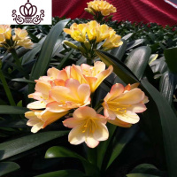 封后君子兰盆栽花卉办公室植物室内盆景当年开花阳台客厅花卉绿植 长叶10-12君子兰/黄粉色 含盆