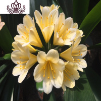 封后君子兰盆栽花卉办公室植物室内盆景当年开花阳台客厅花卉绿植 长叶10-12君子兰/黄花 含盆