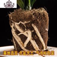 封后君子兰盆栽花卉办公室植物室内盆景当年开花阳台客厅花卉绿植 长叶13-14君子兰(备注花色) 不含盆
