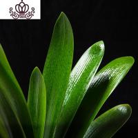 封后君子兰盆栽花卉办公室植物室内盆景当年开花阳台客厅花卉绿植 长叶15-18君子兰(备注花色) 含盆