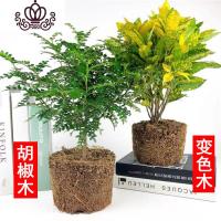 封后胡椒木盆景四季常青室内阳台植物净化空气盆栽花卉绿植清香木 胡椒木+变色木 不含盆