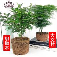 封后胡椒木盆景四季常青室内阳台植物净化空气盆栽花卉绿植清香木 胡椒木+大文竹 不含盆