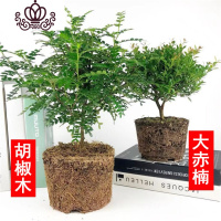 封后胡椒木盆景四季常青室内阳台植物净化空气盆栽花卉绿植清香木 胡椒木+大赤楠 不含盆