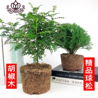 封后胡椒木盆景四季常青室内阳台植物净化空气盆栽花卉绿植清香木 胡椒木+精品球松 不含盆