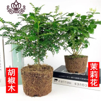 封后胡椒木盆景四季常青室内阳台植物净化空气盆栽花卉绿植清香木 胡椒木+茉莉花 不含盆