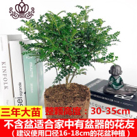 封后胡椒木盆景四季常青室内阳台植物净化空气盆栽花卉绿植清香木 胡椒木[1盆] 不含盆