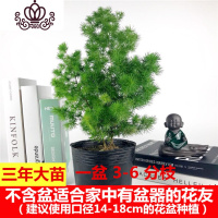 封后胡椒木盆景四季常青室内阳台植物净化空气盆栽花卉绿植清香木 蓬莱松[1盆] 不含盆