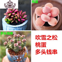 封后贵货多肉植物含盆含土组合盆栽套装肉肉植物室内花卉绿植大型2020 吹雪之松+桃蛋+钱串+盆土 不含盆