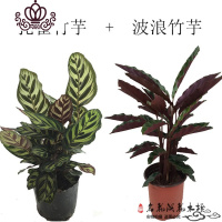 封后七彩盆栽四季常绿室内花卉阳台客厅办公室植物净化空气 波浪竹芋送孔雀竹芋 含盆