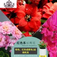 封后长寿花盆栽重瓣花花卉观花植物室内外花四季开花不断阳台植物 竖盆长寿花[红色系列]小盆 带盆栽好