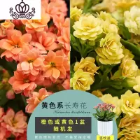 封后长寿花盆栽重瓣花花卉观花植物室内外花四季开花不断阳台植物 竖盆长寿花[黄色系列]小盆 带盆栽好