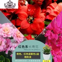 封后长寿花盆栽重瓣花花卉观花植物室内外花四季开花不断阳台植物 长寿花[红色系列]小盆 带盆栽好