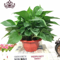 封后绿萝盆栽室内花卉绿植水养长藤绿箩盆栽大叶水培办公吊兰苗多肉花 喜庆红盆一盆装 裸根不带土