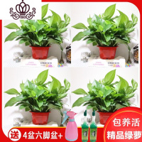 封后绿萝盆栽室内花卉绿植水养长藤绿箩盆栽大叶水培办公吊兰苗多肉花 喜庆红盆四盆装(送喷壶) 裸根不带土
