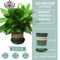 封后绿萝盆栽室内花卉绿植水养长藤绿箩盆栽大叶水培办公吊兰苗多肉花 精品加仑盆一盆装 裸根不带土