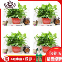 封后绿萝盆栽室内花卉绿植水养长藤绿箩盆栽大叶水培办公吊兰苗多肉花 红色吸水盆4盆+营养液2支 裸根不带土