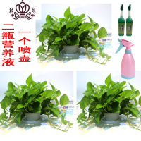 封后绿萝盆栽室内花卉绿植水养长藤绿箩盆栽大叶水培办公吊兰苗多肉花 绿萝三盆+喷壶+2营养液 裸根不带土