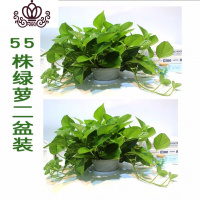 封后绿萝盆栽室内花卉绿植水养长藤绿箩盆栽大叶水培办公吊兰苗多肉花 绿萝二盆装(送挂钩+底盘) 裸根不带土