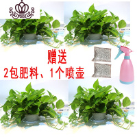 封后绿萝盆栽室内花卉绿植水养长藤绿箩盆栽大叶水培办公吊兰苗多肉花 绿萝四盆+2包肥料+喷壶 裸根不带土
