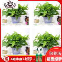 封后绿萝盆栽室内花卉绿植水养长藤绿箩盆栽大叶水培办公吊兰苗多肉花 蓝色吸水盆4盆+营养液2支 裸根不带土